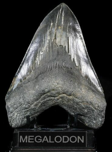 Serrated, Fossil Megalodon Tooth - Huge!!! #56466
